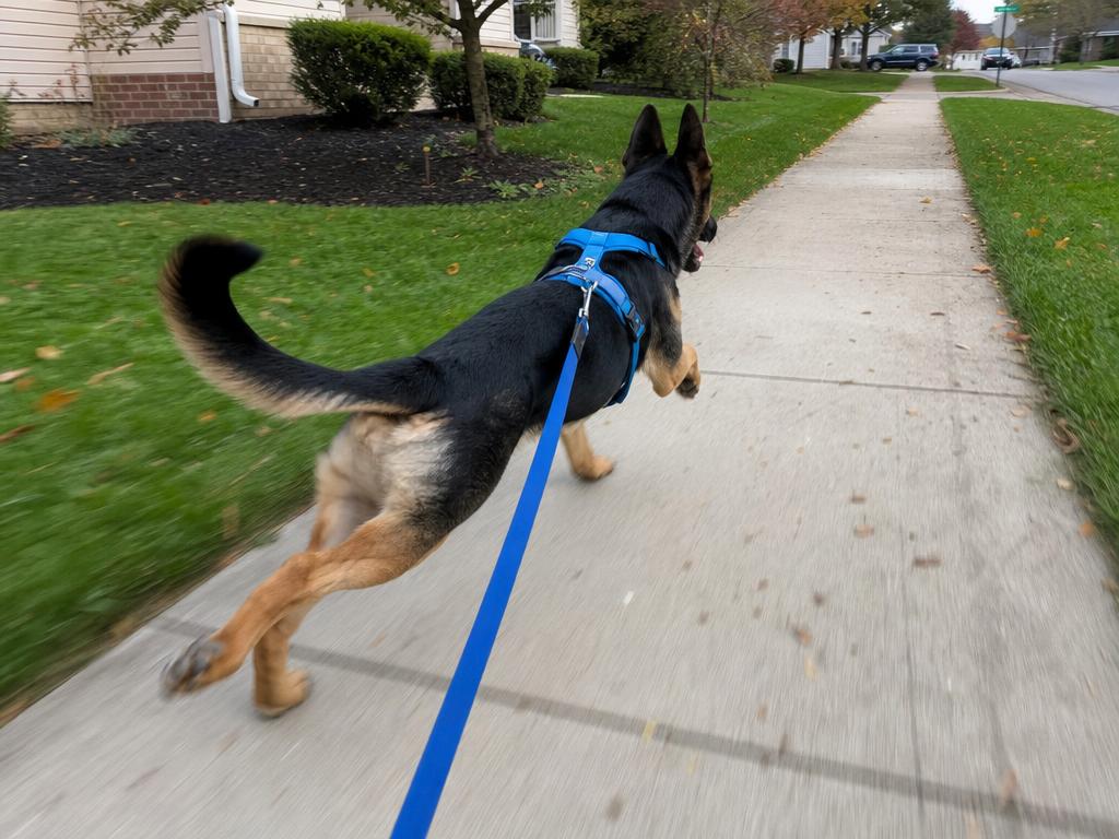 Action photo of a dog in a running harness at full stride on a sidewalk